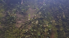 Bulbophyllum exiguum