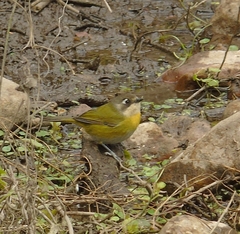 Chlorospingus flavopectus