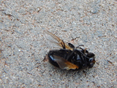 Mesembrina meridiana