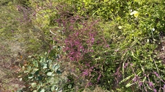 Muraltia macropetala