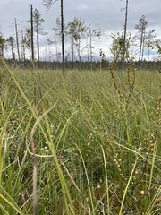 Scheuchzeria palustris