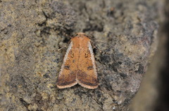 Agrotis trux