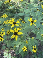 Coreopsis tripteris