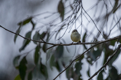 Acanthiza reguloides