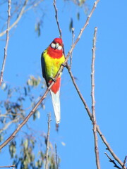 Platycercus eximius