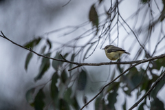 Acanthiza reguloides