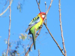 Platycercus eximius