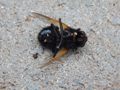 Mesembrina meridiana