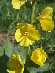 Verbascum phlomoides