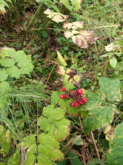 Actaea erythrocarpa