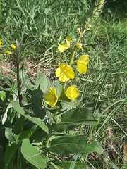 Verbascum phlomoides