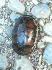 Kinosternon leucostomum