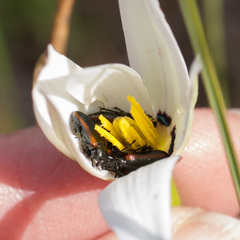 Neoeutrapela
