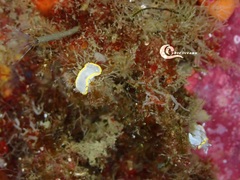 Diaphorodoris alba