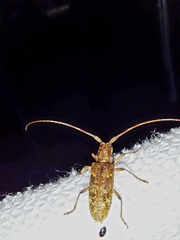 Monochamus carolinensis