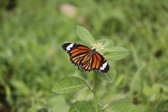 Danaus genutia