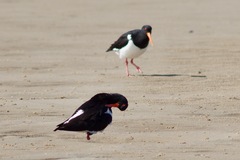 Haematopus longirostris