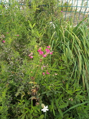 Lathyrus tuberosus