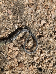 Hierophis viridiflavus