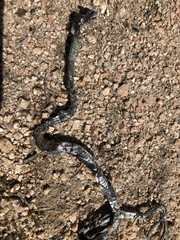 Hierophis viridiflavus