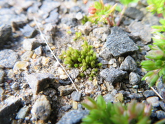 Bryum