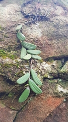 Dendrobium linguiforme