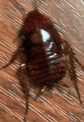 Periplaneta americana