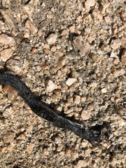 Hierophis viridiflavus