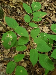 Amphicarpaea bracteata