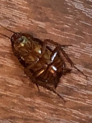 Periplaneta americana