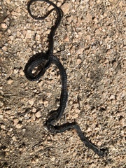 Hierophis viridiflavus