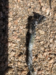 Hierophis viridiflavus