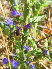 Bombus humilis