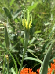 Tragopogon dubius