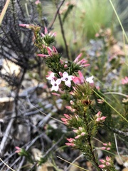 Erica walkeria