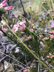 Erica walkeria