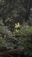 Dendrobium speciosum