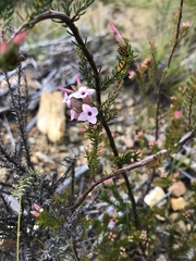 Erica walkeria