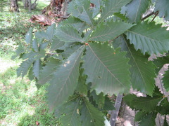 Quercus crispula
