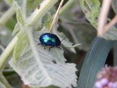 Chrysolina