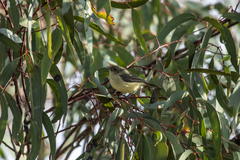 Acanthiza reguloides