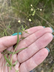 Veronica scutellata