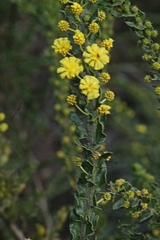 Acacia paradoxa