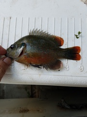 Lepomis miniatus