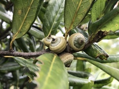 Quercus sessilifolia