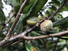 Quercus sessilifolia