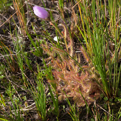 Drosera cistiflora