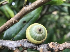 Quercus sessilifolia