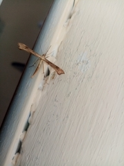 Gillmeria pallidactyla