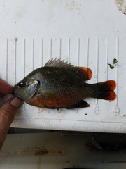 Lepomis miniatus